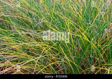 Hintergrund des grünen Grases, der Hintergrund einer grünen Gras. Green Grass Textur Green Grass Textur aus einem Feld Stockfoto