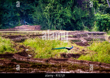 Reisanbau in Sri Lanka Stockfoto