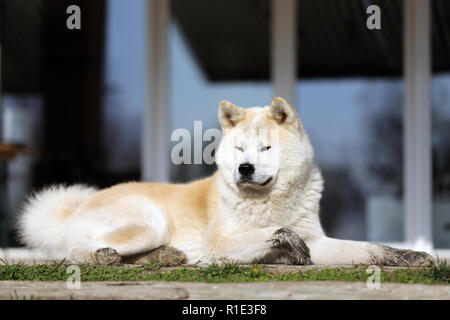 Porträt der schönen drei Jahre alt Akita Inu Hund im Freien Stockfoto