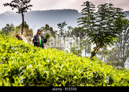 Tee Plantage in Sri Lanka Stockfoto