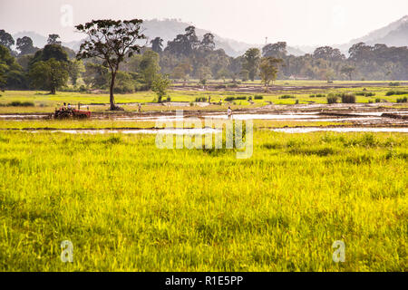 Landarbeiter bearbeiten ein weitläufiges Reisfeld mit einem roten Traktor entlang der Aluth Para Road nahe Wellawaya, Sri Lanka, umrahmt von Kokospalmen und nebligen Hügeln im Abendlicht. Solche Reisfelder prägen die Landschaft rund um Wellawaya in der südlichen Uva-Provinz. Stockfoto