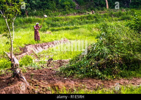 Reisanbau in Sri Lanka Stockfoto