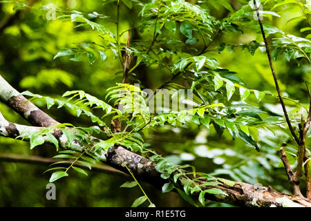 Blätter von Curry Baum in Sri Lanka Stockfoto