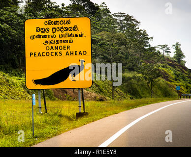 Ein gelbes Warnschild mit der Aufschrift "Danger Peacocks Ahead" warnt Fahrer auf der Southern Expressway nahe Matara, Sri Lanka, vor Pfauen, die die Straße überqueren. Solche Wildwarnschilder sind auf der Autobahn durch diese pfauenreiche Küstenregion nicht ungewöhnlich. Stockfoto