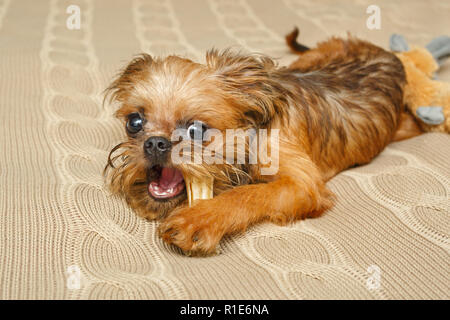 Brüsseler Griffon Welpen kaut Knochen auf dem Bett Stockfoto