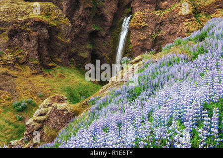 Die malerischen Landschaften mit Wäldern und Bergen von Island. Wilde Blaue Lupine Blüte im Sommer. Der schönste Wasserfall Stockfoto