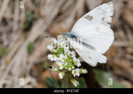 Kariert Weiß, Pontia protodice, nectaring Stockfoto