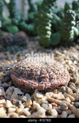 Lebender Steinkaktus, Ariocarpus, getarnte Wüstenpflanze, die im Wüstengarten wächst. Stockfoto