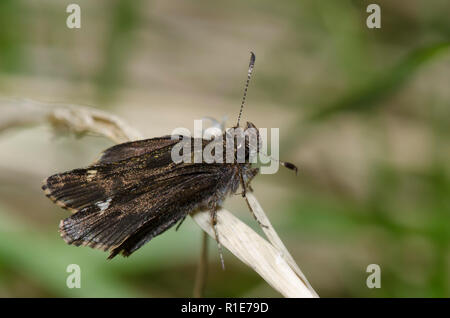 Gemeinsame Roadside-Skipper, Amblyscirtes vialis Stockfoto