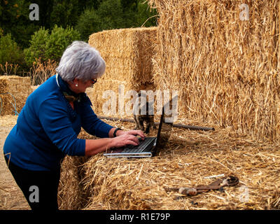 Ein Unternehmer senior Frau arbeiten im Freien auf einem Bauernhof mit einem Laptop über eine Heu Ballen Stockfoto