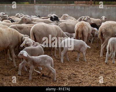 Eine Herde Schafe, Lämmer und Böcke auf dem Bauernhof füttern Stockfoto