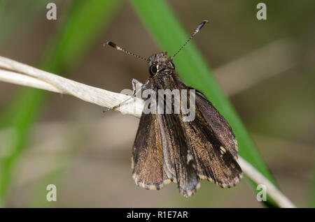 Gemeinsame Roadside-Skipper, Amblyscirtes vialis Stockfoto