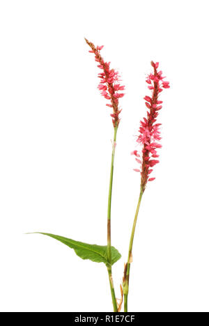 Firetail, Persicaria amplexicaulis, Blumen und Laub gegen Weiße isoliert Stockfoto