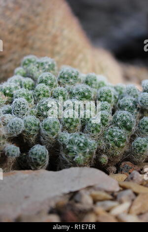 Mammillaria fragilis, der kleine Kaktus, ein klumpenbildender Kaktus, der auf der sonnigen Wiese wächst. Stockfoto