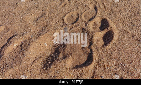 Wild lion Stellfläche auf dem roten Sand von Savannah, gesehen von oben in Nahaufnahme und in Vollbild. Stockfoto