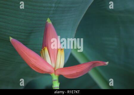 Hummerklaue, falscher Paradiesvögel, paradiesische Helikonie, die auf der Blumenwiese wächst. Stockfoto