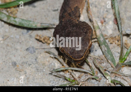 , Cottonmouth Agkistrodon piscivorus Stockfoto