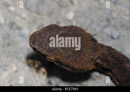 , Cottonmouth Agkistrodon piscivorus Stockfoto