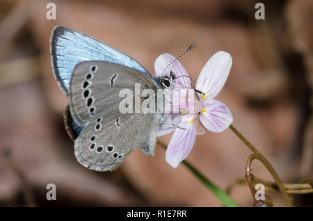 Silber-Blau, Glaucopsyche lygdamus, männlichen auf Frühling Schönheit, Claytonia virginica Stockfoto