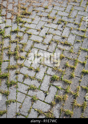 Gras und Unkraut wachsen durch Risse im gepflasterten Bereich. Stockfoto