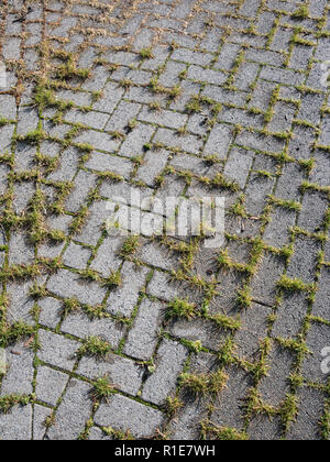 Gras und Unkraut wachsen durch Risse im gepflasterten Bereich. Stockfoto