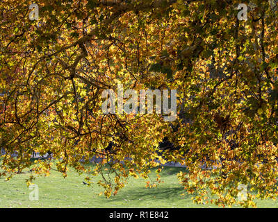 Gelb Herbst bunte / farbige Blätter auf den Bäumen und auf dem Boden, auf einem sonnigen 11. November 2018, Tag der Erinnerung morgen im Green Park London Stockfoto