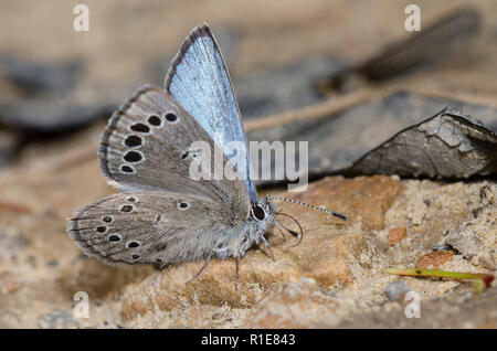 Silber-Blau, Glaucopsyche lygdamus, Schlamm - puddling Männlich Stockfoto