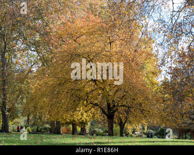 Gelb Herbst bunte / farbige Blätter auf den Bäumen und auf dem Boden, auf einem sonnigen 11. November 2018, Tag der Erinnerung morgen im Green Park London Stockfoto