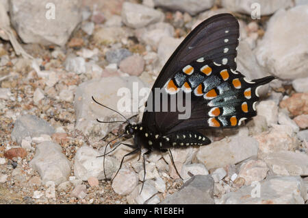 Spicebush Swallowtail, Pterourus troilus, männlicher Schlammpuddling Stockfoto