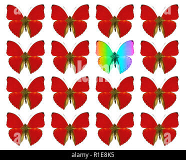 Schmetterlinge zeigen Konzept der Unterschied, Individualität, Publikum, stehen heraus, Freiheit, Individualität Stockfoto