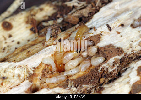 Trockene Yellownecked - Holz termite (Kalotermes flavicollis), eine schwere Pest in den Mittelmeerländern Stockfoto