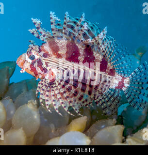 Pterois ist eine Gattung der giftigen Meeresfische, allgemein bekannt als Feuerfische, Stockfoto