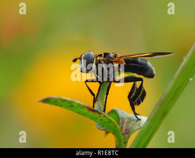 Feder-legged fliegen Trichopoda pennipes, ein parasit von Bugs für biologische Kontrollen verwendet stinken Stockfoto