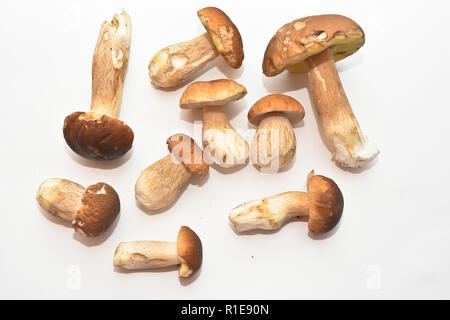 Weiß Pilz (Boletus edulis). Gruppe von essbaren Pilzen auf weißem Hintergrund. Stockfoto