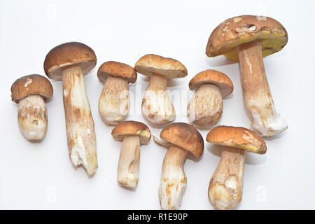 Weiß Pilz (Boletus edulis). Gruppe von essbaren Pilzen auf weißem Hintergrund. Stockfoto