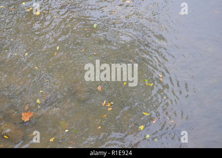 Herbstlaub floating in den Bach am Sweetwater Ente Park Stockfoto