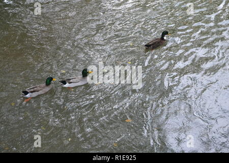 Stockenten am Sweetwater Ente Park in Sweetwater, TN Stockfoto