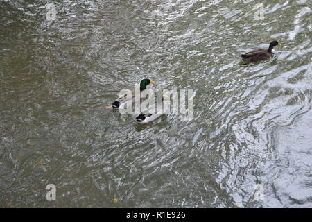 Stockenten am Sweetwater Ente Park in Sweetwater, TN Stockfoto