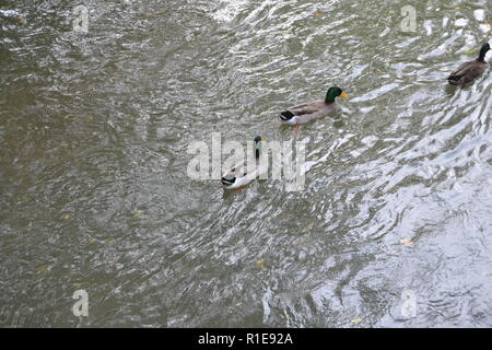 Stockenten am Sweetwater Ente Park in Sweetwater, TN Stockfoto