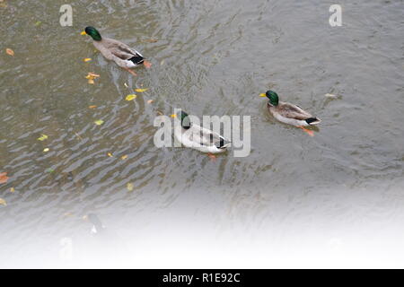 Stockenten am Sweetwater Ente Park in Sweetwater, TN Stockfoto