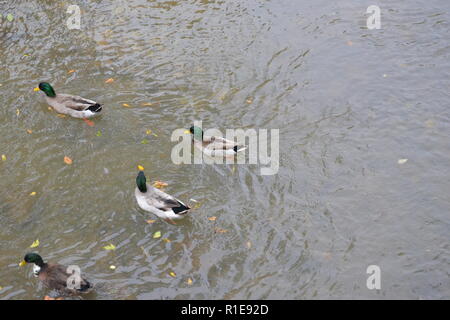 Stockenten am Sweetwater Ente Park in Sweetwater, TN Stockfoto