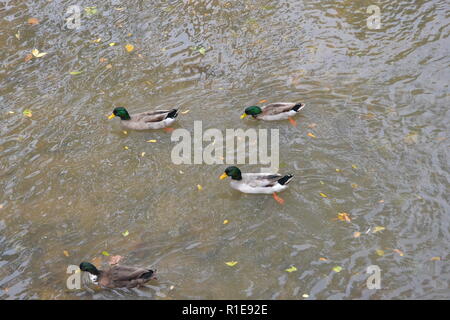 Stockenten am Sweetwater Ente Park in Sweetwater, TN Stockfoto