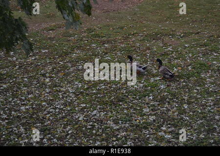 Stockenten am Sweetwater Ente Park in Sweetwater, TN Stockfoto