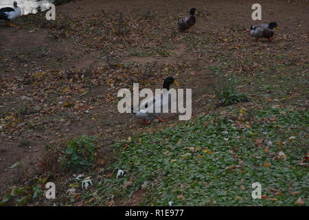 Stockenten am Sweetwater Ente Park in Sweetwater, TN Stockfoto