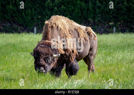 Eine riesige Bisons, Shedding seine Winter Mantel, Schürfwunden in einem Feld in Neuseeland Stockfoto