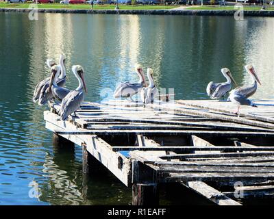Braune Pelikane (Pelecanus Occidentalis) ruht auf einem alten hölzernen Pier, Lake Merritt, Oakland, Kalifornien, USA; einsame Möwe mit Pelikanen. Stockfoto