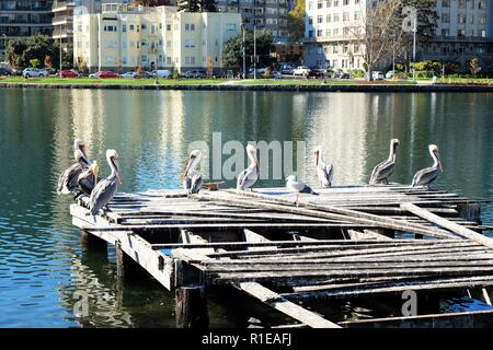 Braune Pelikane (Pelecanus Occidentalis) ruht auf einem alten hölzernen Pier, Lake Merritt, Oakland, Kalifornien, USA; einsame Möwe mit Pelikanen. Stockfoto