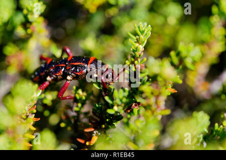 Agathemera crassa Essen und Verstecken. Es ist ein fasmatodeos Insekt native nach Chile. Es ist für die intensive Geruch sie sondert bekannt, als Verteidigung verwendet Stockfoto