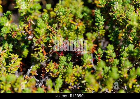 Agathemera crassa Essen und Verstecken. Es ist ein fasmatodeos Insekt native nach Chile. Es ist für die intensive Geruch sie sondert bekannt, als Verteidigung verwendet Stockfoto