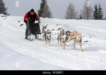 BELIS, Rumänien - 17. FEBRUAR 2018: die Musher Racing auf einer öffentlichen Hundeschlittenrennen zeigen mit Husky Hunde in den transsylvanischen Bergen Stockfoto